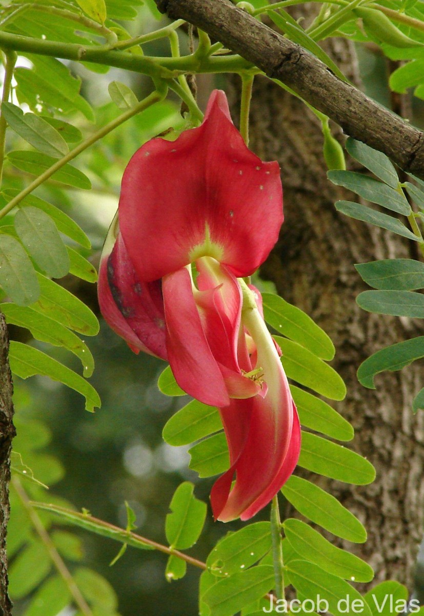 Sesbania grandiflora (L.) Poir.